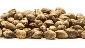 Cannabis Seeds Sold Online: Monthly Discounts and Free Seeds with Every Order.