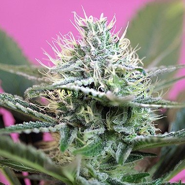 + Speed Auto Feminised Cannabis Seeds By Sweet Seeds Review