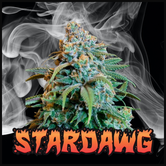 Mastering the Art of Cultivating Stardawg Bulk Cannabis Seeds.
