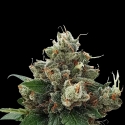 Chemdog Gorilla Feminised Cannabis Seeds | Expert Seeds