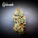 Gelonade Feminised Cannabis Seeds - Tastebudz.
