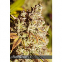 Vision Gorilla Feminised Cannabis Seeds | Vision Seeds