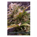 Vision Caramello Auto Feminised Cannabis Seeds | Vision Seeds Vision Caramello Auto Feminised Cannabis Seeds | Vision Seeds