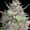 Clinical White CBD Feminised Cannabis Seeds | Expert Seeds