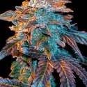 Auto Gelato Feminised Cannabis Seeds | Female Seeds Auto Gelato Feminised Cannabis Seeds | Female Seeds