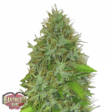 2 Fast 2 Vast Auto | Heavyweight Seeds
