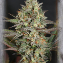 Kush Mass Feminised Cannabis Seeds | Garden of Green Kush Mass Feminised Cannabis Seeds | Garden of Green