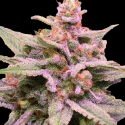 Gorilla Banana Feminised Cannabis Seeds | Expert Seeds