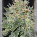 Super Skunk Kush Feminised Cannabis Seeds | Garden of Green Super Skunk Kush Feminised Cannabis Seeds | Garden of Green