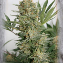 Sweet Russian Feminised Cannabis Seeds | Garden of Green