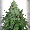 Super Skunk Auto Feminised Cannabis Seeds | Garden of Green Super Skunk Auto Feminised Cannabis Seeds | Garden of Green