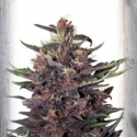 Violet Kush Auto Feminised Cannabis Seeds | Garden of Green