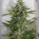 Amnesia Lemon Pie Feminised Cannabis Seeds | Garden of Green