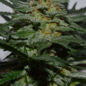 Sweetberry Cough Auto Feminised Cannabis Seeds | Garden of Green Sweetberry Cough Auto Feminised Cannabis Seeds | Garden of Green