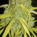 Pineapple Amnesia Feminised Cannabis Seeds | Garden of Green Pineapple Amnesia Feminised Cannabis Seeds | Garden of Green