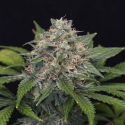 Super Pineapple Haze Feminised Cannabis Seeds | Garden of Green Super Pineapple Haze Feminised Cannabis Seeds | Garden of Green