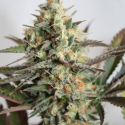Dresden Green Diamond Feminised Cannabis Seeds | Garden of Green