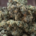 Animal Zookies Feminised Cannabis Seeds | Advanced Seeds. Animal Zookies Feminised Cannabis Seeds | Advanced Seeds.