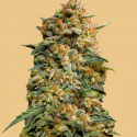 Auto Northern Lights Feminised cannabis Seeds | Fast Buds Originals.