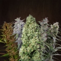 Ace Mix Regular Cannabis Seeds | Ace Seeds Ace Mix Regular Cannabis Seeds | Ace Seeds