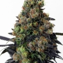Acid Dough Feminised Cannabis Seeds