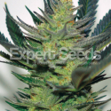 Afghan Skunk Feminised Cannabis Seeds | Expert Seeds