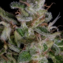 Alien Gorilla Feminised Cannabis Seeds | Big Head Seeds Alien Gorilla Feminised Cannabis Seeds | Big Head Seeds