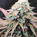 Alien Masster Kush Feminsed Cannabis Seeds | Critical Mass Collective Seeds