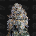 Alien DonutZ Feminised Cannabis Seeds - Terp Treez Alien DonutZ Feminised Cannabis Seeds - Terp Treez