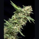 Auto Alpujarrena Feminised Cannabis Seeds | Pyramid Seeds Auto Alpujarrena Feminised Cannabis Seeds | Pyramid Seeds