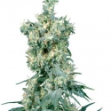 American Dream Regular Cannabis Seeds | Sensi Seeds American Dream Regular Cannabis Seeds | Sensi Seeds