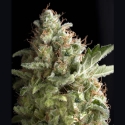 American Pie Feminised Cannabis Seeds |  Pyramid Seeds