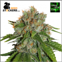Amnesia Auto Cannabis Seeds | Seed Stockers