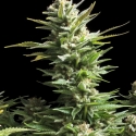 Amnesia Feminised Cannabis Seeds | Advanced Seeds. Amnesia Feminised Cannabis Seeds | Advanced Seeds.