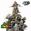 Amnesia Zkittlez Auto Feminised cannabis Seeds | Fast Buds Originals.