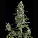 Amnesia Gold Feminised Cannabis Seeds | Pyramid Seeds Amnesia Gold Feminised Cannabis Seeds | Pyramid Seeds