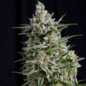 Anesthesia CBD Feminised Cannabis Seeds |  Pyramid Seeds