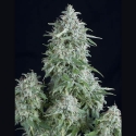 Anubis Feminised Cannabis Seeds | Pyramid Seeds Anubis Feminised Cannabis Seeds | Pyramid Seeds
