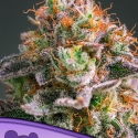 Apricot Oreoz Feminised Cannabis Seeds - Anesia Seeds