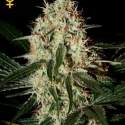 Arjan's Haze #3 Feminised Cannabis Seeds | Green House Seeds Arjan's Haze #3 Feminised Cannabis Seeds | Green House Seeds
