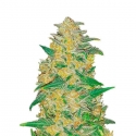 Auto AK Feminised Cannabis Seeds | Fast Buds Originals.