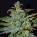 Auto AK Feminised Cannabis Seeds | Female Seeds Auto AK Feminised Cannabis Seeds | Female Seeds
