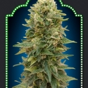 Auto Afghan Mass Feminised Cannabis Seeds | OO Seeds