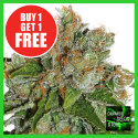 Auto Amnesia Feminised Cannabis Seeds - Cannabis Seeds Store
