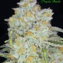 Auto Amnesia Flash Feminised Cannabis Seeds - Anesia Seeds
