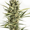 Auto Amnesia XXL Feminised Cannabis Seeds | Advanced Seeds Auto Amnesia XXL Feminised Cannabis Seeds | Advanced Seeds