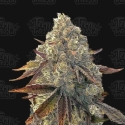 Auto Bacio Gelati Feminised Cannabis Seeds - Terp Treez Auto Bacio Gelati Feminised Cannabis Seeds - Terp Treez