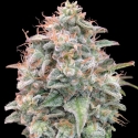 Auto Banana Cookies Feminised Cannabis Seeds | Advanced Seeds Auto Banana Cookies Feminised Cannabis Seeds | Advanced Seeds