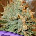 Auto Betty Feminised Cannabis Seeds - Anesia Seeds Auto Betty Feminised Cannabis Seeds - Anesia Seeds