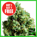 Auto Big Bud Feminised Cannabis Seeds - Cannabis Seeds Store Auto Big Bud Feminised Cannabis Seeds - Cannabis Seeds Store